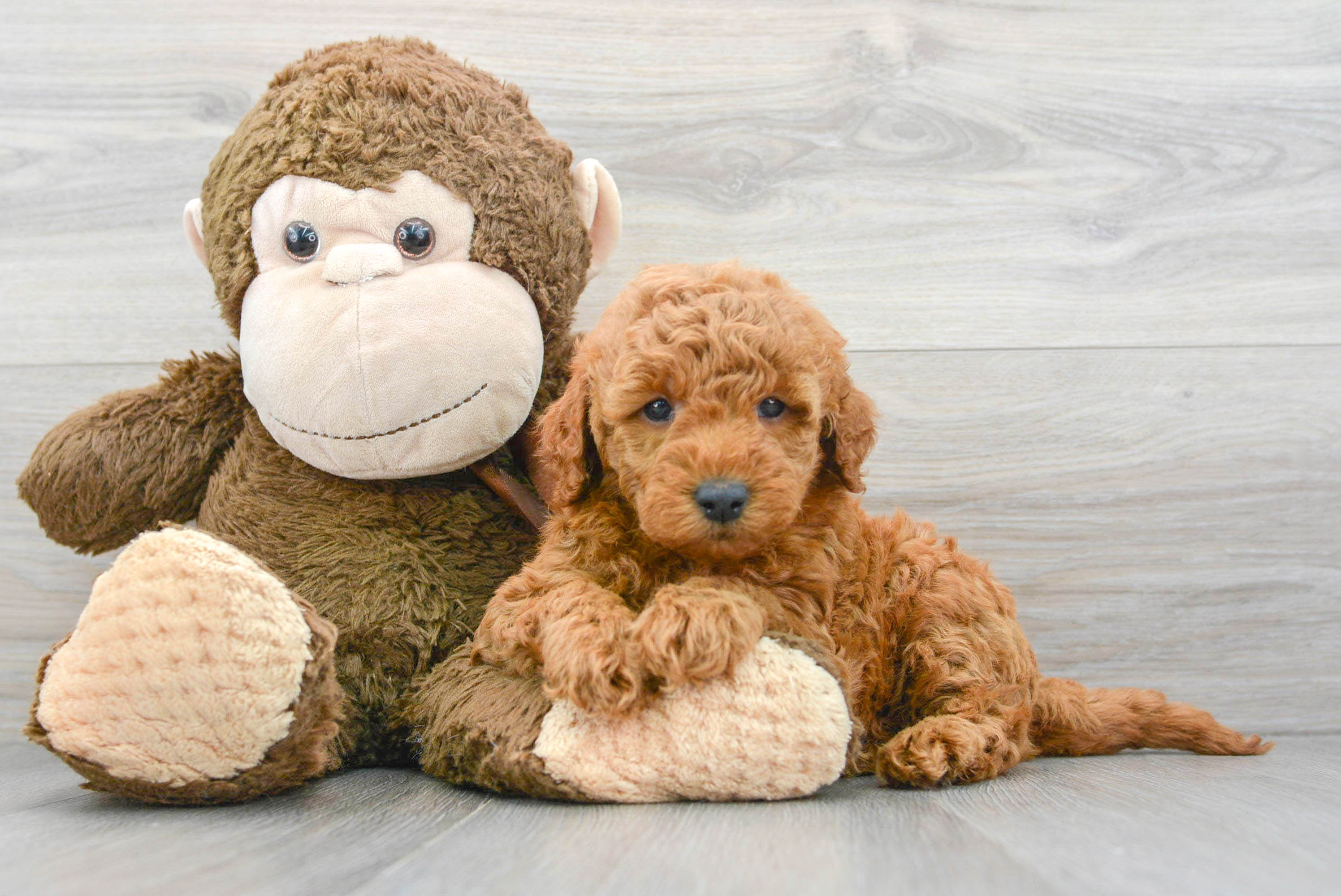 Goldendoodle best sale mini hypoallergenic