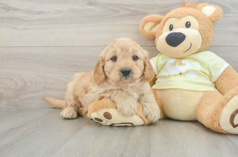 6 week old Mini Goldendoodle Puppy For Sale - Seaside Pups