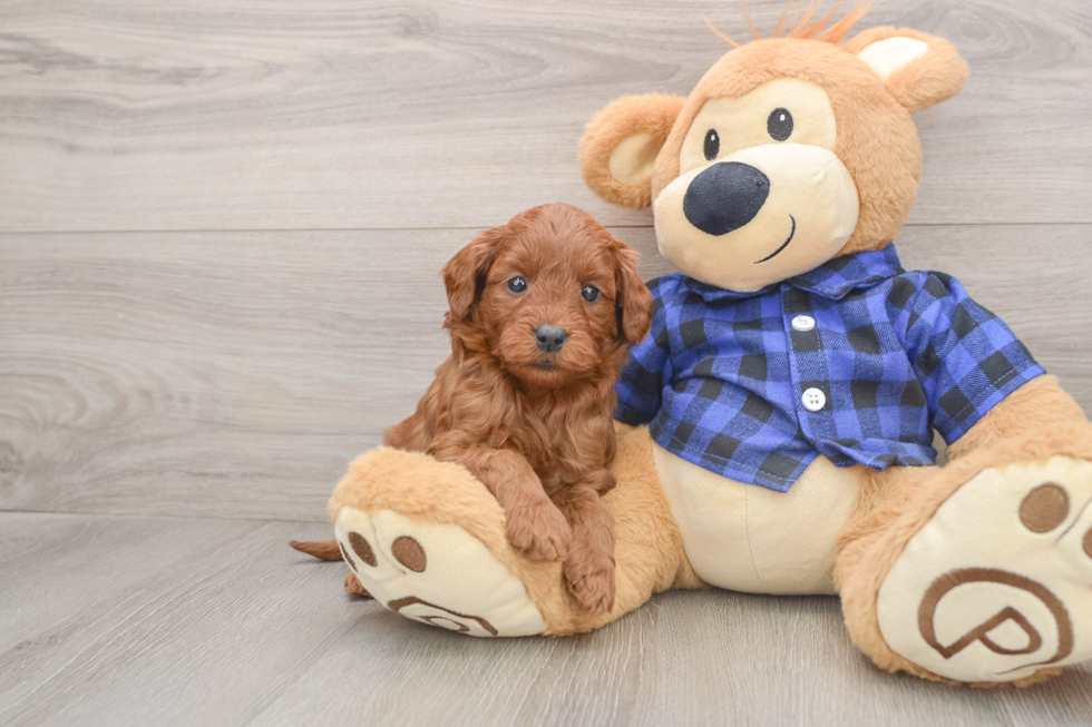 Mini Goldendoodle Pup Being Cute