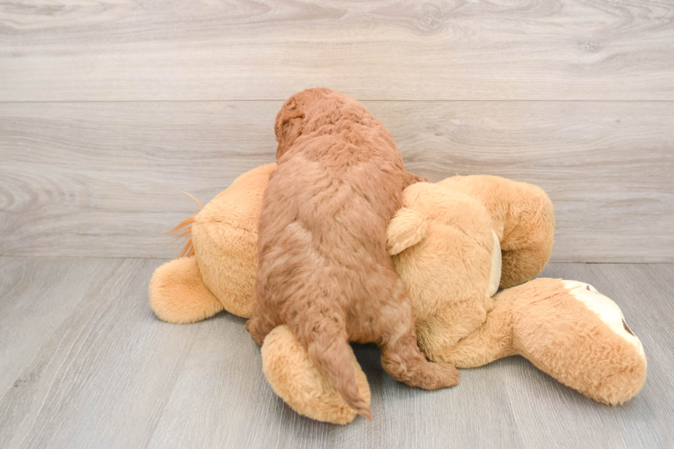 Best Mini Goldendoodle Baby
