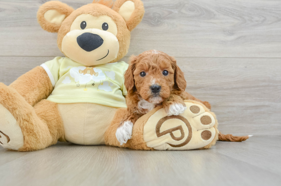 6 week old Mini Goldendoodle Puppy For Sale - Seaside Pups