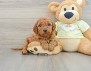 9 week old Mini Goldendoodle Puppy For Sale - Seaside Pups