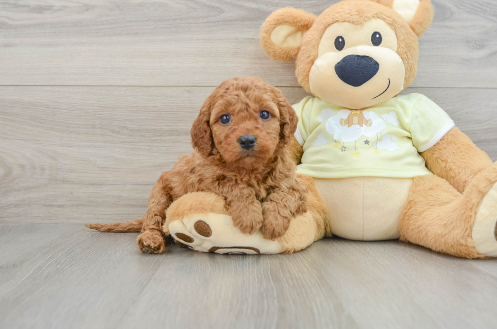 6 week old Mini Goldendoodle Puppy For Sale - Seaside Pups