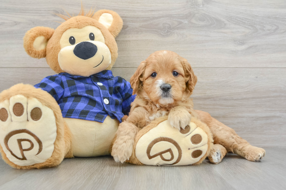 6 week old Mini Goldendoodle Puppy For Sale - Seaside Pups