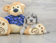 8 week old Mini Goldendoodle Puppy For Sale - Seaside Pups