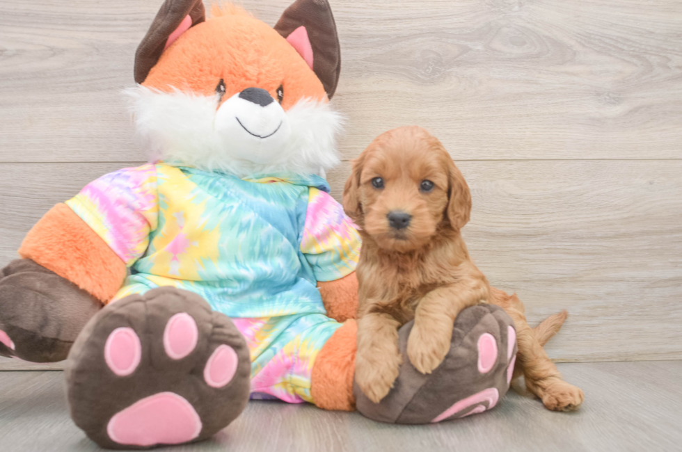 6 week old Mini Goldendoodle Puppy For Sale - Seaside Pups