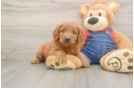 Best Mini Goldendoodle Baby