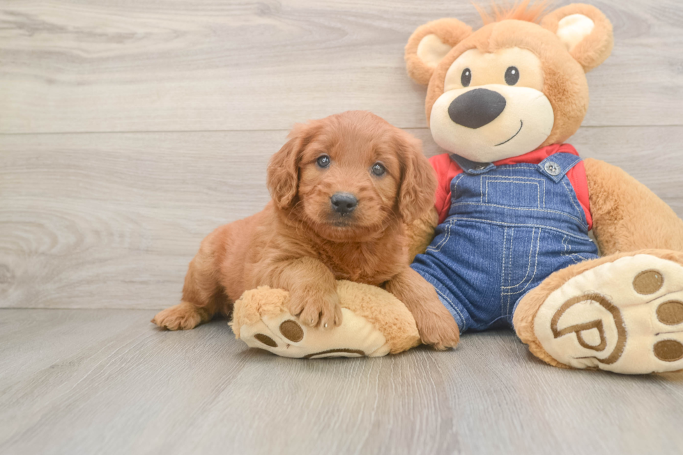 Best Mini Goldendoodle Baby