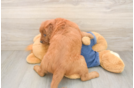 Playful Mini Groodle Poodle Mix Puppy