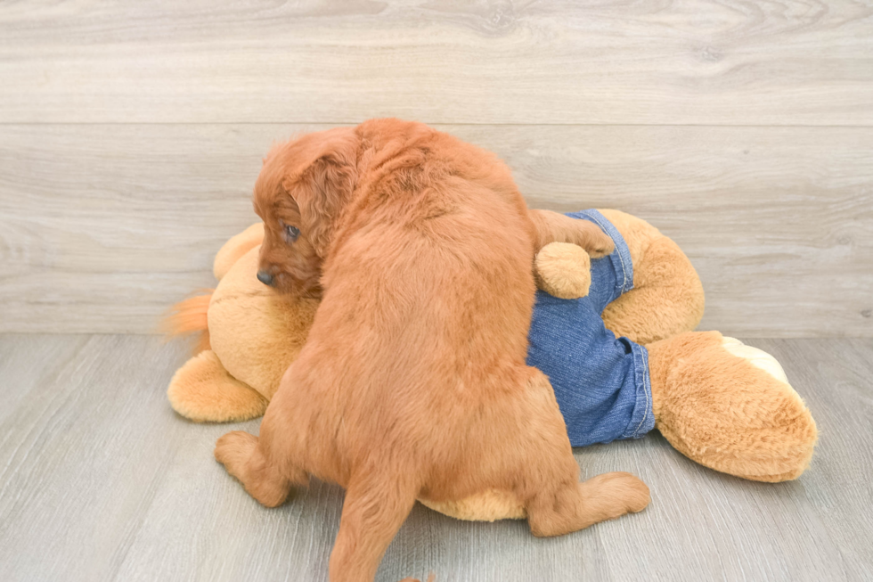 Playful Mini Groodle Poodle Mix Puppy