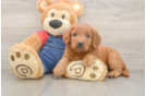 Small Mini Goldendoodle Baby