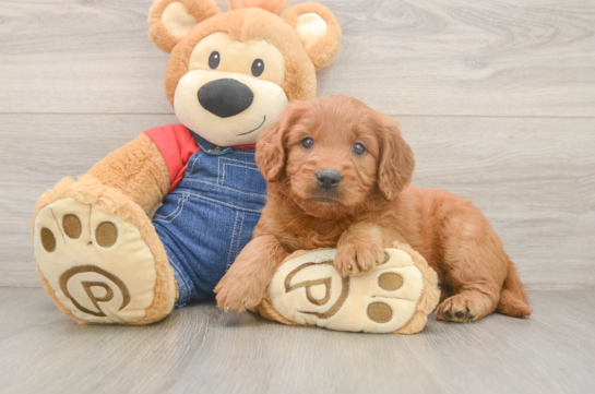 Small Mini Goldendoodle Baby