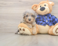 7 week old Mini Goldendoodle Puppy For Sale - Seaside Pups
