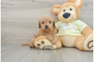 Mini Goldendoodle Puppy for Adoption