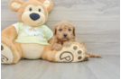 Mini Goldendoodle Puppy for Adoption