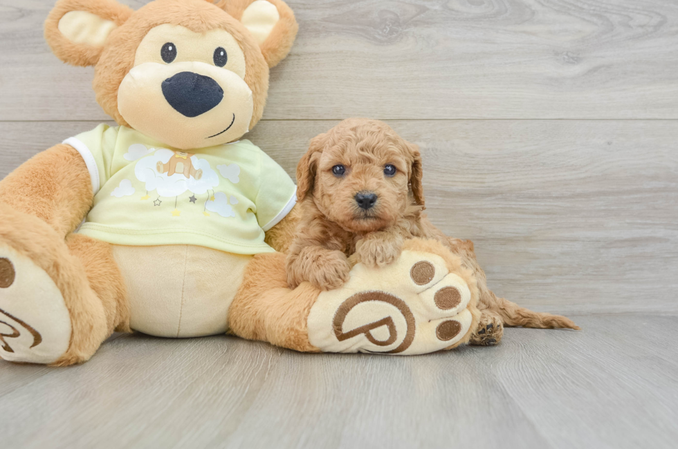 6 week old Mini Goldendoodle Puppy For Sale - Seaside Pups