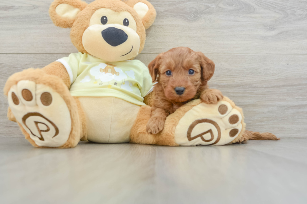 6 week old Mini Goldendoodle Puppy For Sale - Seaside Pups