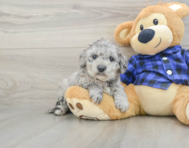 8 week old Mini Goldendoodle Puppy For Sale - Seaside Pups