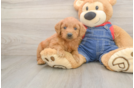 Best Mini Goldendoodle Baby