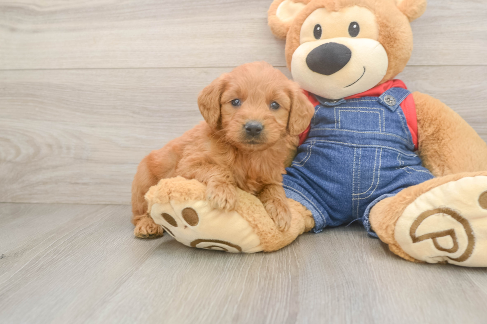 Best Mini Goldendoodle Baby
