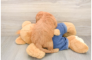Friendly Mini Goldendoodle Baby