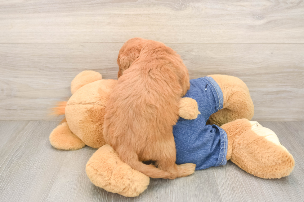 Friendly Mini Goldendoodle Baby