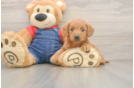 Best Mini Goldendoodle Baby