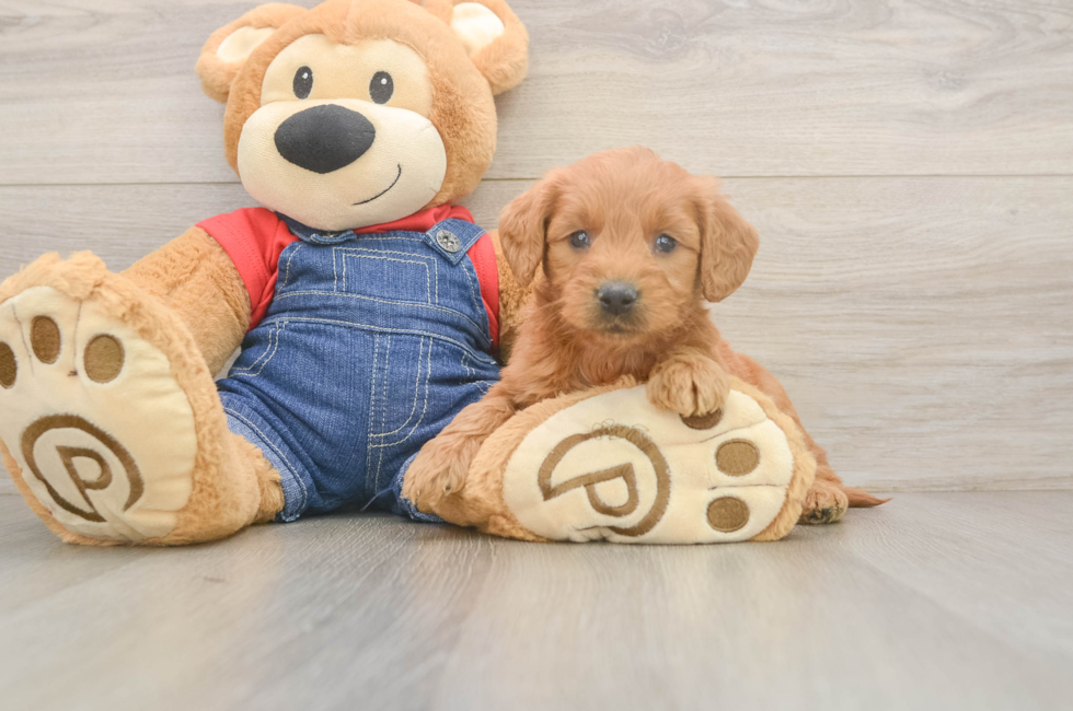 5 week old Mini Goldendoodle Puppy For Sale - Seaside Pups