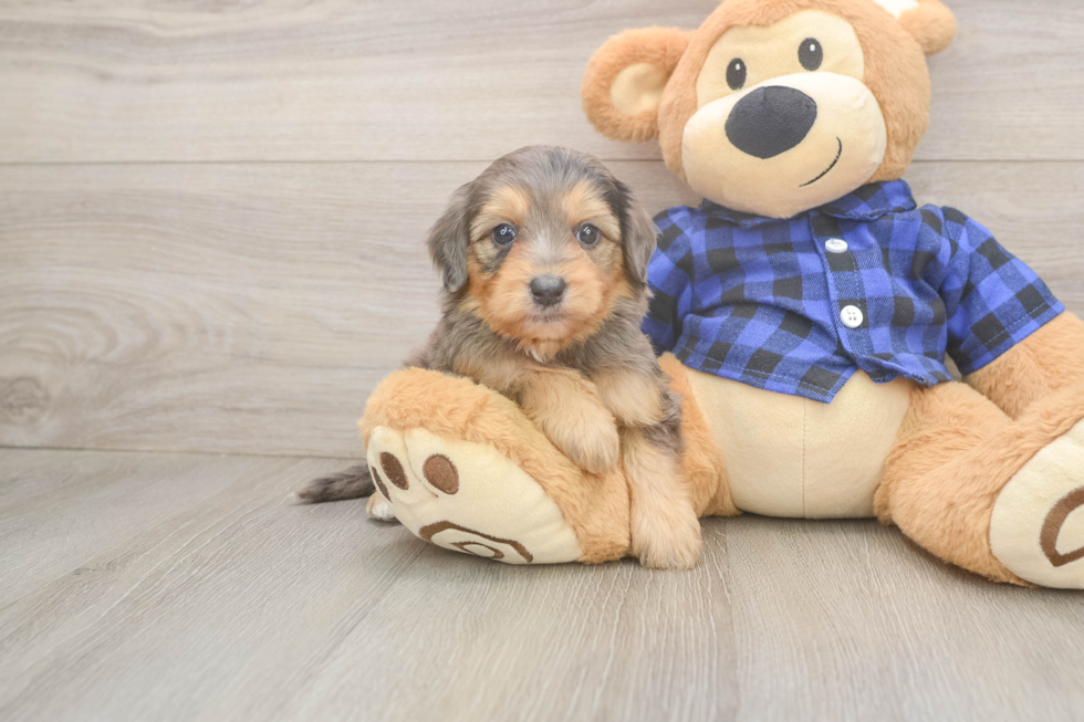 Meet Sassy - our Mini Goldendoodle Puppy Photo  2/3 - Seaside Pups Sweet Mini Goldendoodle Baby
