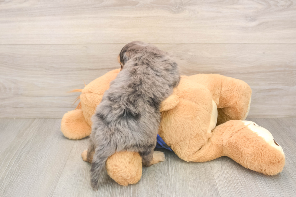 Meet Sassy - our Mini Goldendoodle Puppy Photo  3/3 - Seaside Pups Best Mini Goldendoodle Baby