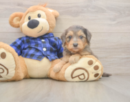 7 week old Mini Goldendoodle Puppy For Sale - Seaside Pups