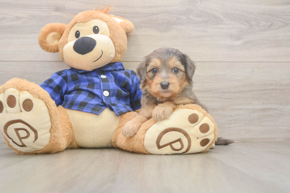 Meet Sassy - our Mini Goldendoodle Puppy Photo  1/3 - Seaside Pups Mini Goldendoodle Puppy for Adoption