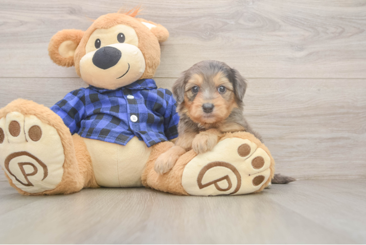 Meet Sassy - our Mini Goldendoodle Puppy Photo  1/3 - Seaside Pups Mini Goldendoodle Puppy for Adoption