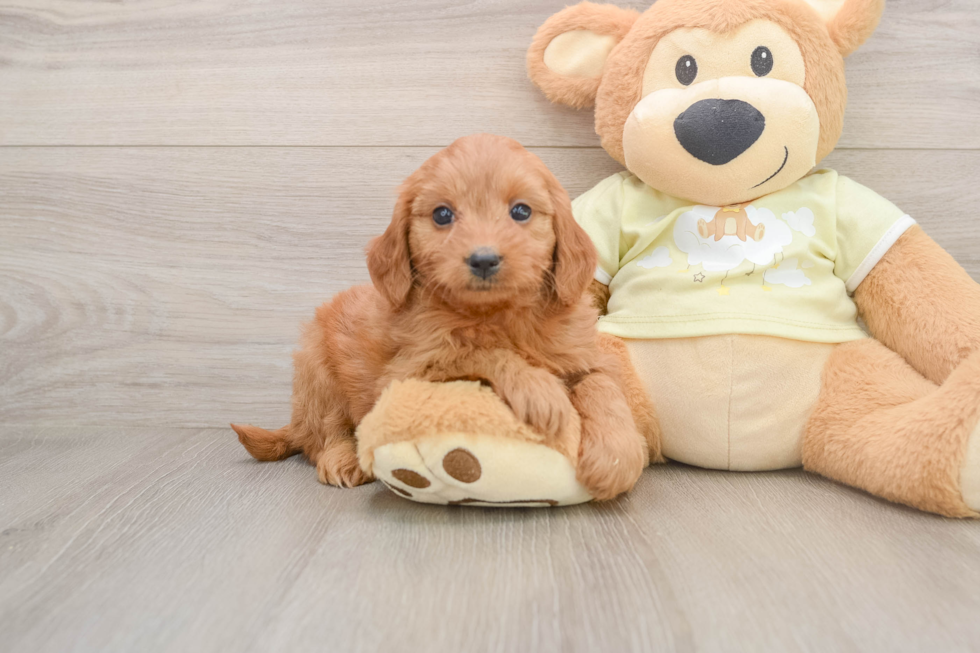 Mini Goldendoodle Pup Being Cute