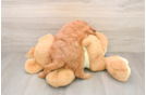 Best Mini Goldendoodle Baby