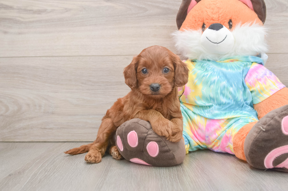 6 week old Mini Goldendoodle Puppy For Sale - Seaside Pups