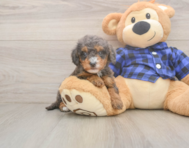7 week old Mini Goldendoodle Puppy For Sale - Seaside Pups
