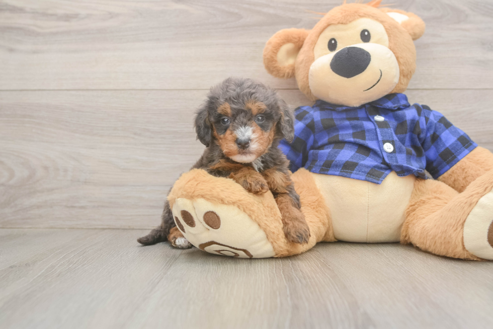 Meet Savannah - our Mini Goldendoodle Puppy Photo  1/3 - Seaside Pups Best Mini Goldendoodle Baby