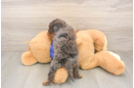 Meet Savannah - our Mini Goldendoodle Puppy Photo  3/3 - Seaside Pups Energetic Golden Doodle Poodle Mix Puppy