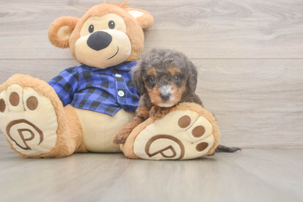 Meet Savannah - our Mini Goldendoodle Puppy Photo  2/3 - Seaside Pups Mini Goldendoodle Pup Being Cute