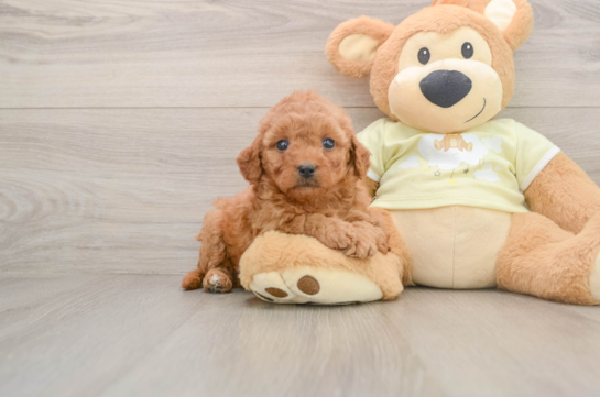 Friendly Mini Goldendoodle Baby