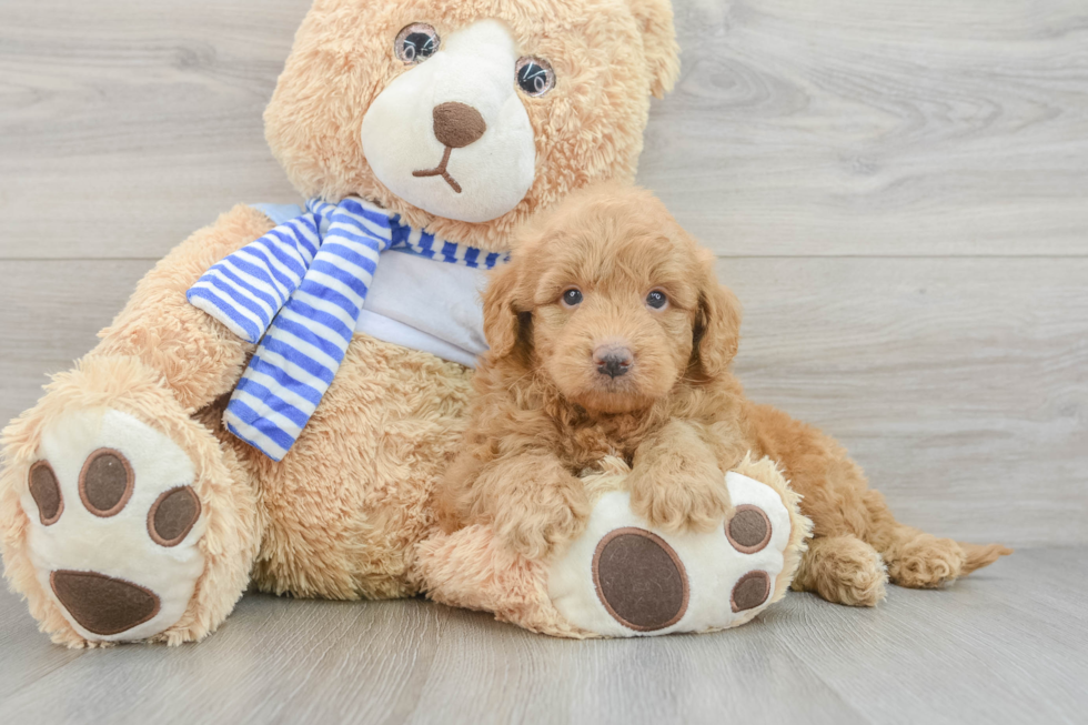 Best Mini Goldendoodle Baby