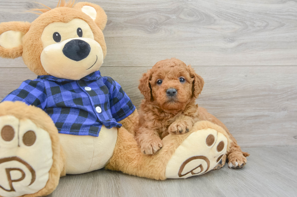 6 week old Mini Goldendoodle Puppy For Sale - Seaside Pups