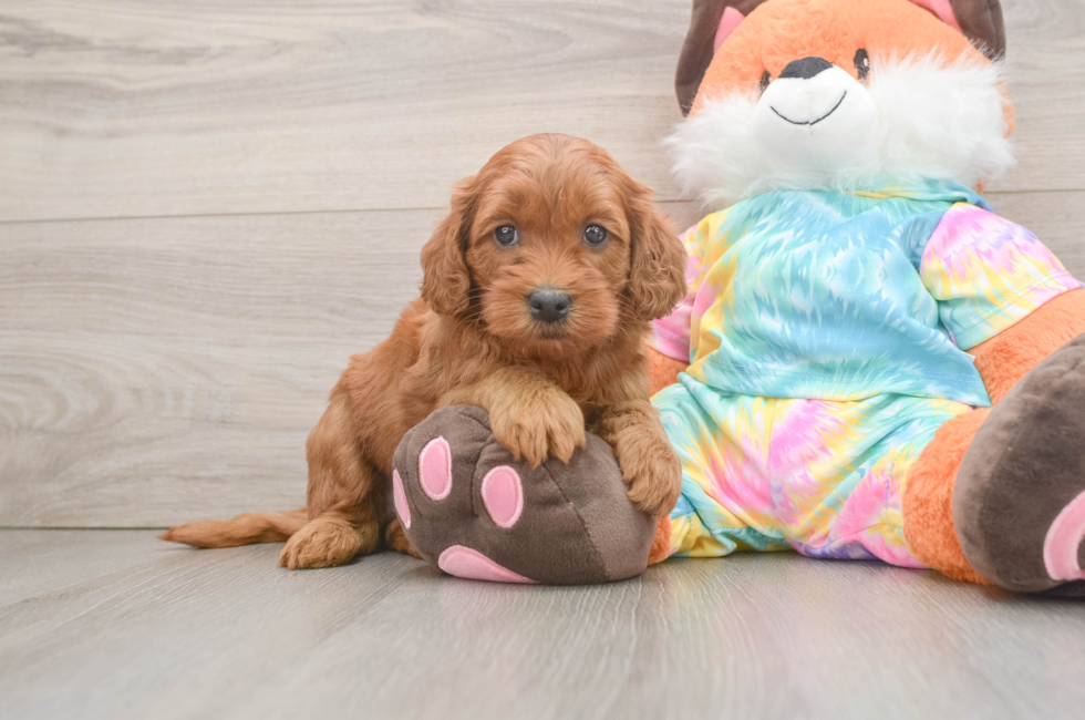 6 week old Mini Goldendoodle Puppy For Sale - Seaside Pups