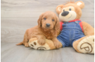 Best Mini Goldendoodle Baby