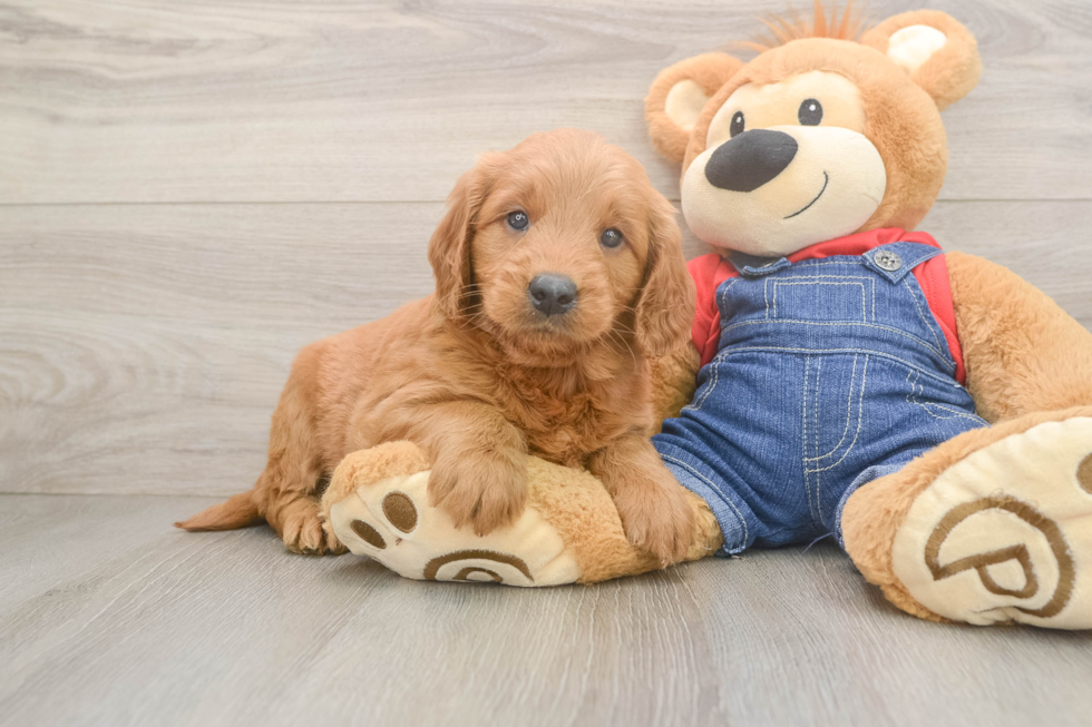Best Mini Goldendoodle Baby