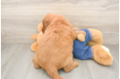 Cute Mini Goldendoodle Baby