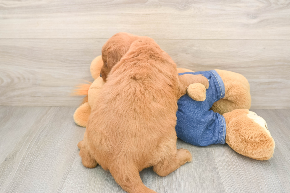 Cute Mini Goldendoodle Baby