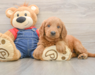 5 week old Mini Goldendoodle Puppy For Sale - Seaside Pups