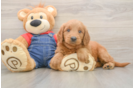 Adorable Golden Retriever Poodle Mix Poodle Mix Puppy